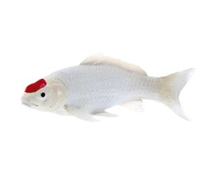 Mojo Kapor koi tancho